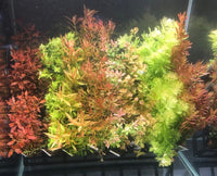 * SUBMERSED POT x 40 * FREE SHIPPING AUSTRALIA WIDE