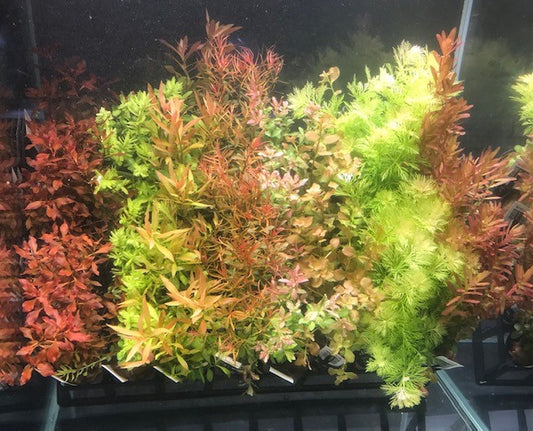 * SUBMERSED POT x 40 * FREE SHIPPING AUSTRALIA WIDE