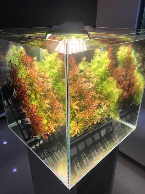 * SUBMERSED POT x 40 * FREE SHIPPING AUSTRALIA WIDE