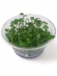 Tissue Culture Cup Lobelia cardinalis