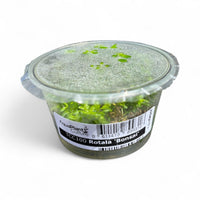 Tissue Culture Cup Rotala indica 'Bonsai'