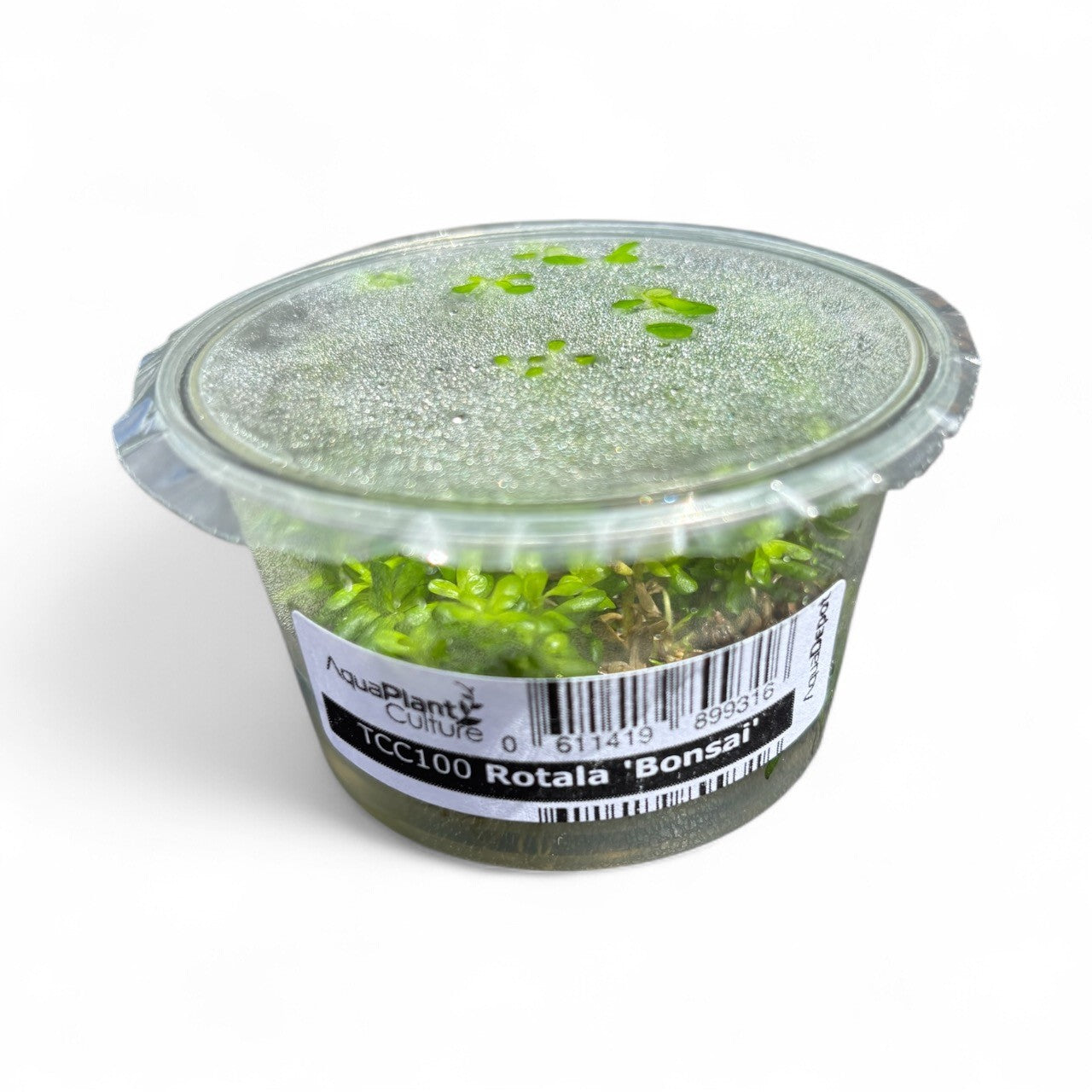 Tissue Culture Cup Rotala indica 'Bonsai'
