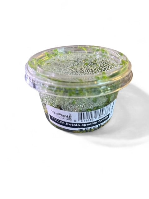 Tissue Culture Cup Rotala species 'Green'*