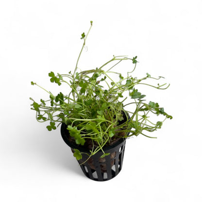 Hydrocotyle tripartita 'Nano Japan'