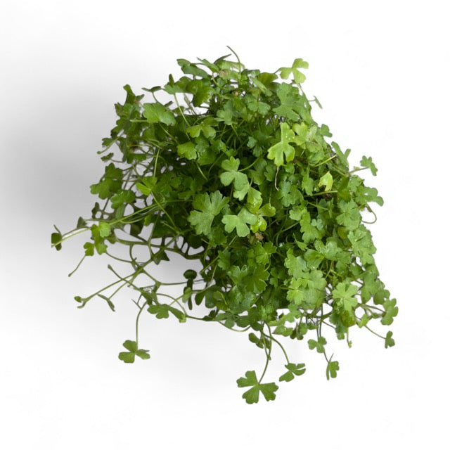 Hydrocotyle tripartita 'Mini Japan'