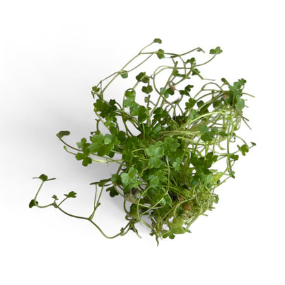 Hydrocotyle tripartita 'Nano Japan'