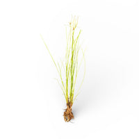 Eleocharis vivipara 'Umbrella Hairgrass'