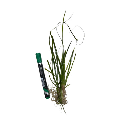 Vallisneria Thin / Narrow / Medium / Giant