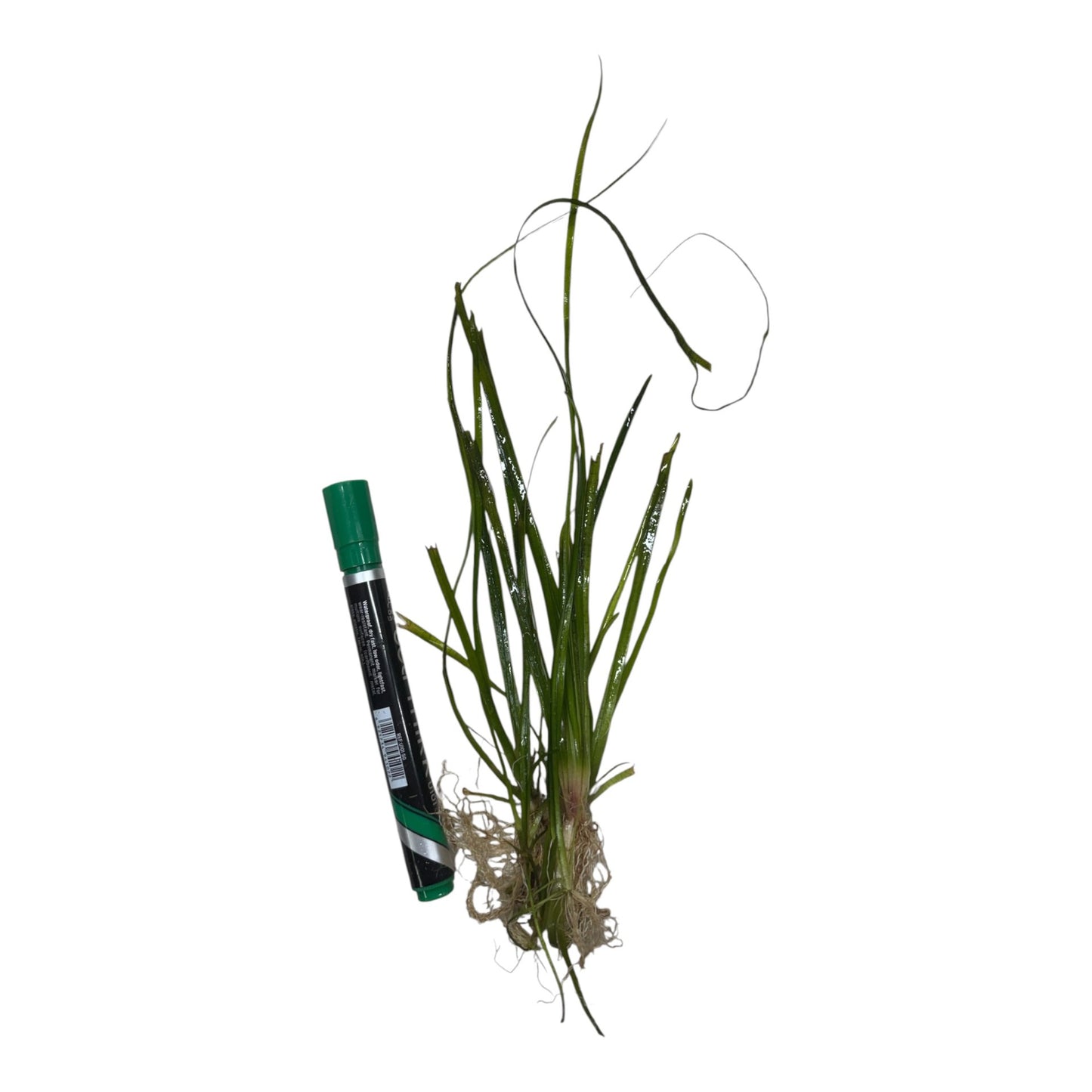 Vallisneria Thin / Narrow / Medium / Giant