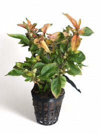 Alternanthera bettzickiana yellow
