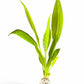 Echinodorus amazonicus 'Amazon sword'