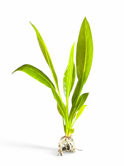 Echinodorus amazonica 'Amazon sword'