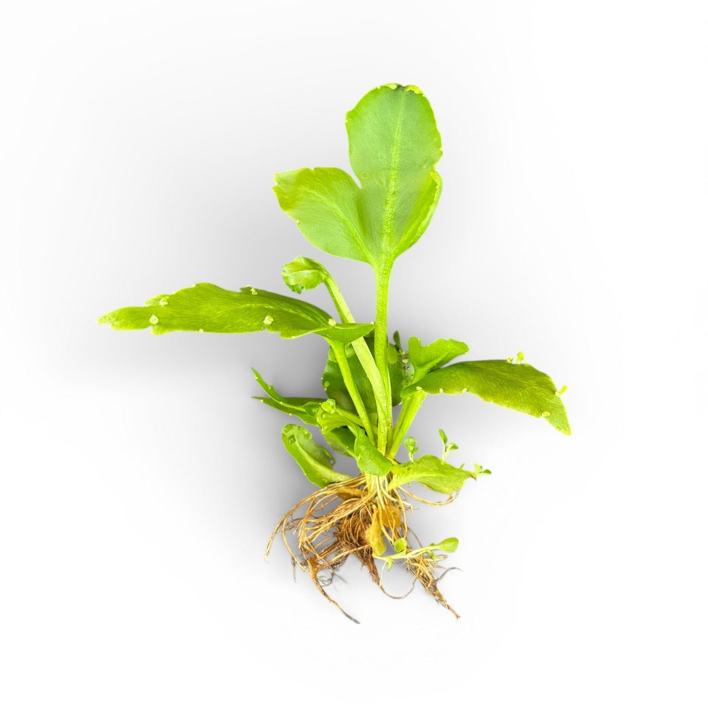 Ceratopteris pteridoides Antler Fern