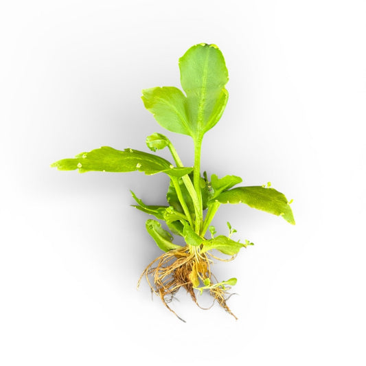 Ceratopteris pteridoides Antler Fern