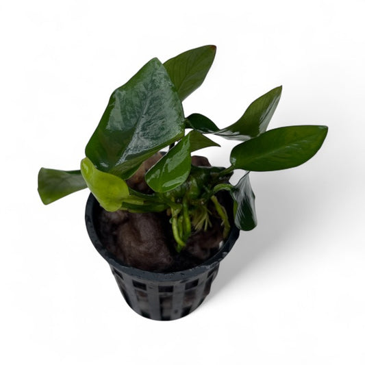 Anubias barteri nana