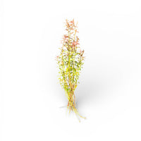 Ludwigia arcuata