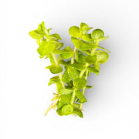 Bacopa caroliniana