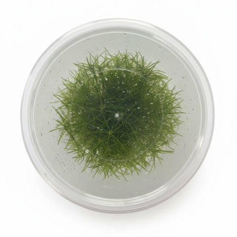 Tissue Culture Eleocharis sp. 'Belem'*