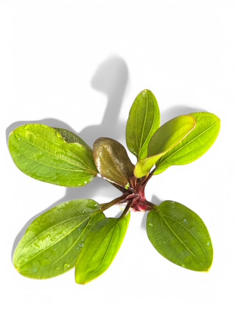 Echinodorus radican 'Big Bear'