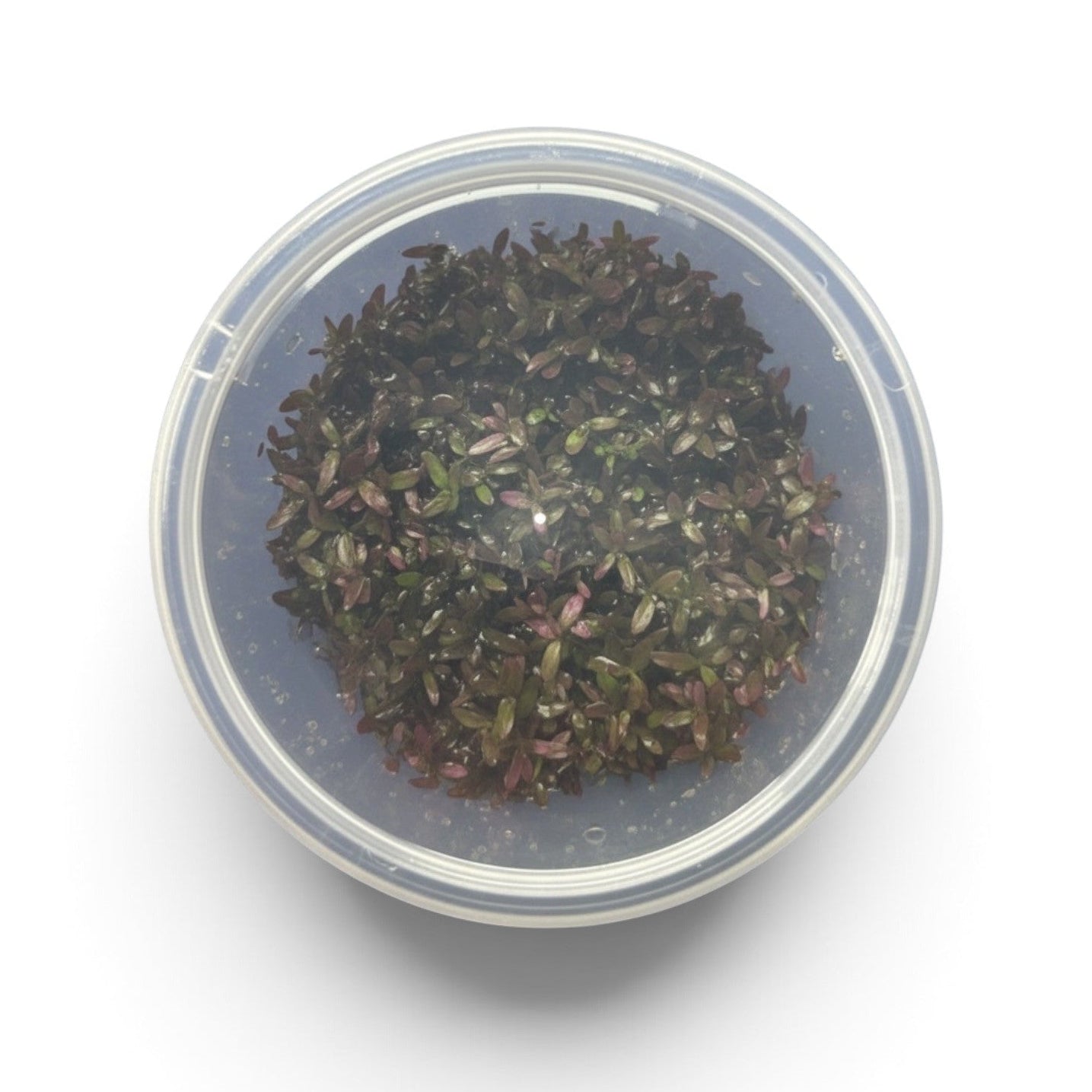 Tissue Culture Rotala rotundifolia 'Blood Red'*
