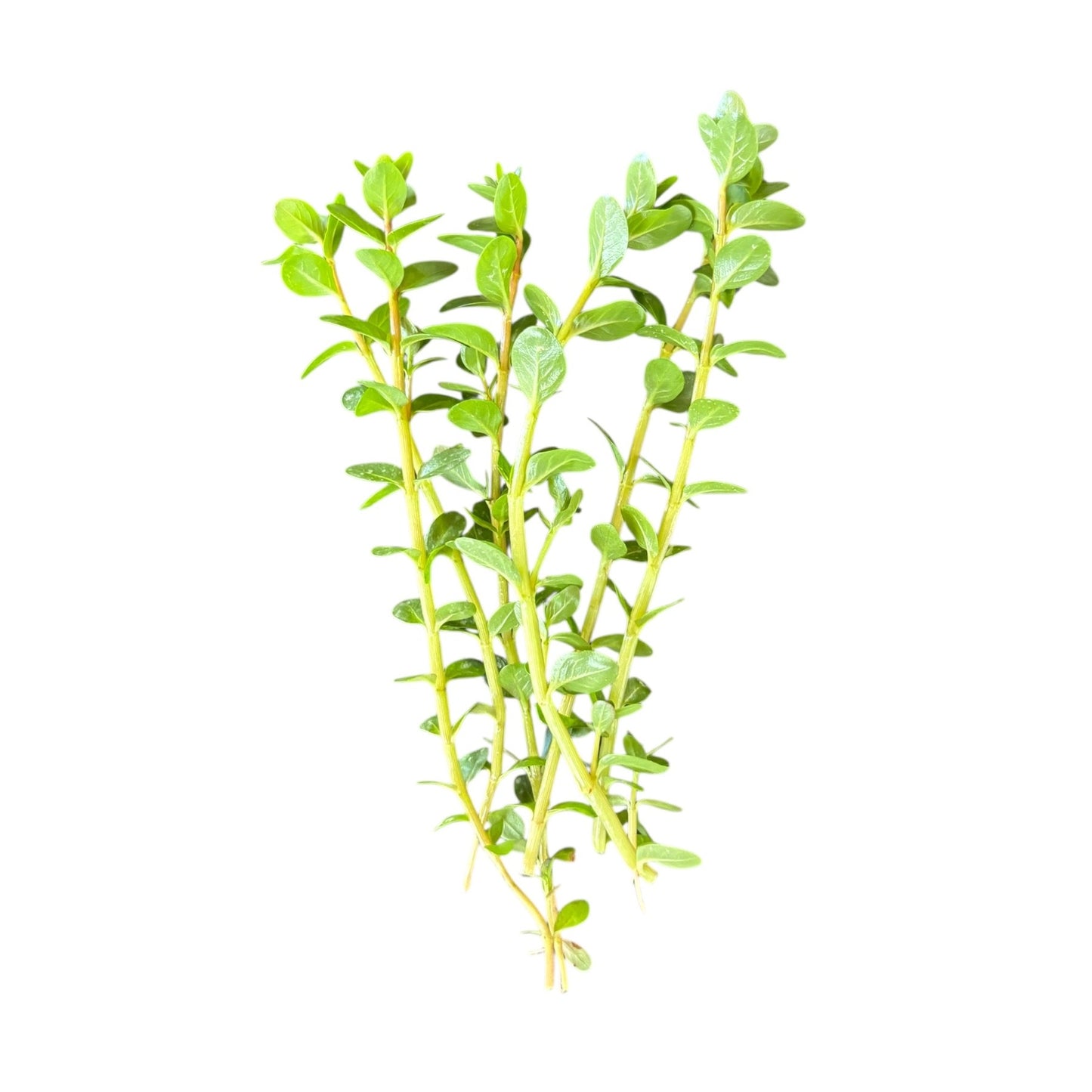 Rotala 'bloodii' Blood Red