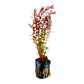 Rotala 'bloodii' Blood Red