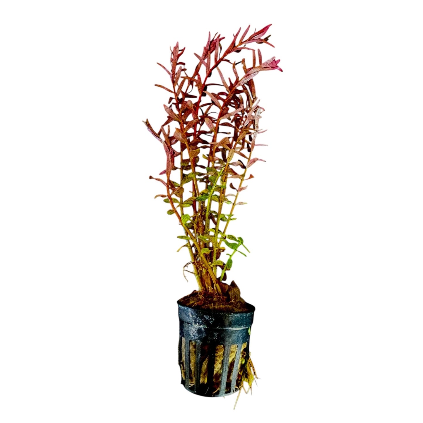 Rotala 'bloodii' Blood Red