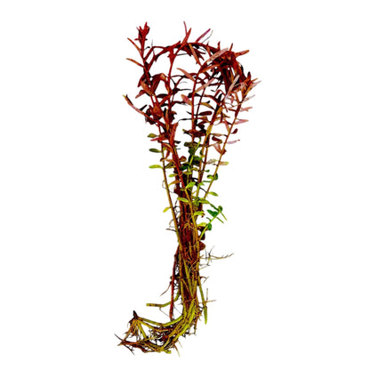 Rotala 'bloodii' Blood Red