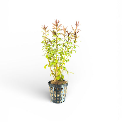 Ludwigia brevipes