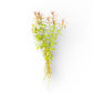 Ludwigia brevipes
