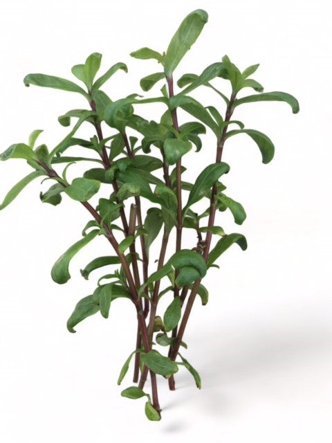 Hygrophila Ceylon