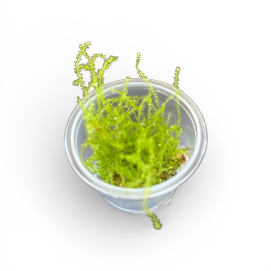 Vesicularia montagnei Christmas Moss