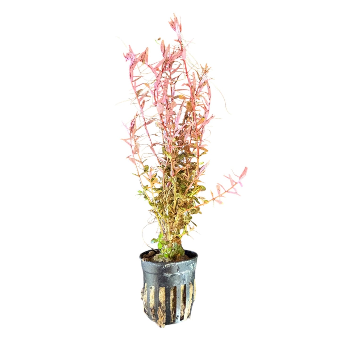 Rotala Colorata