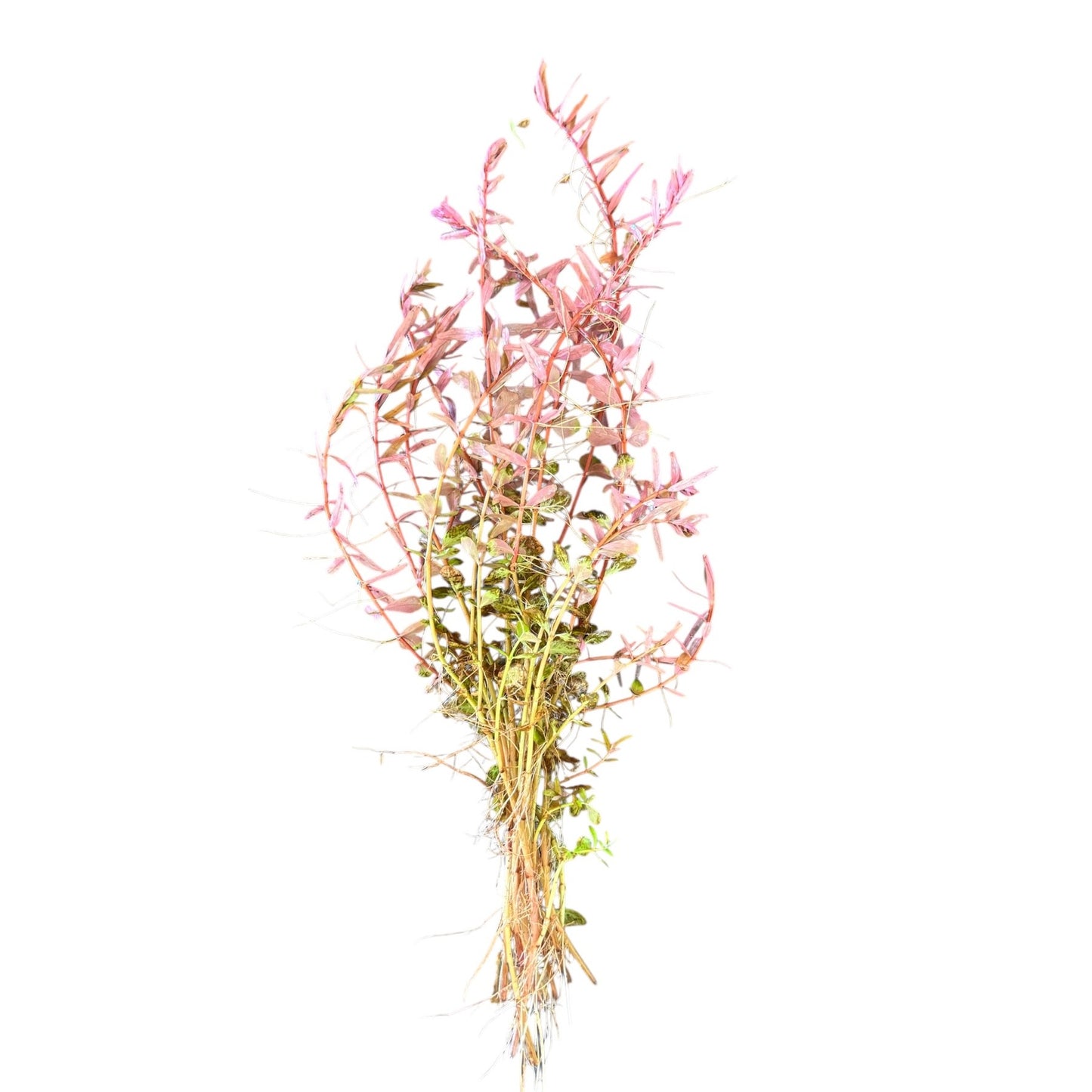 Rotala Colorata