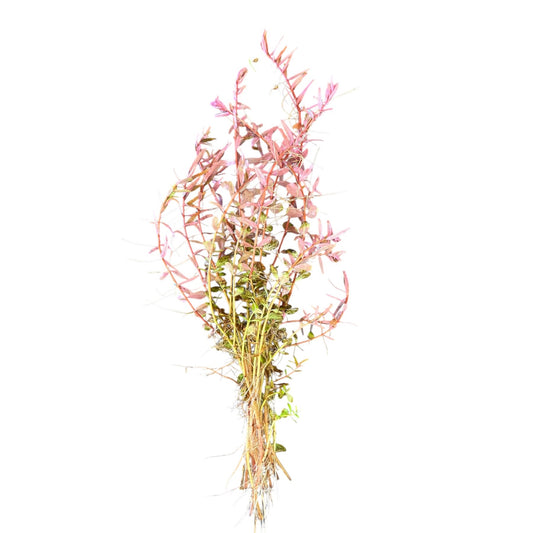 Rotala Colorata