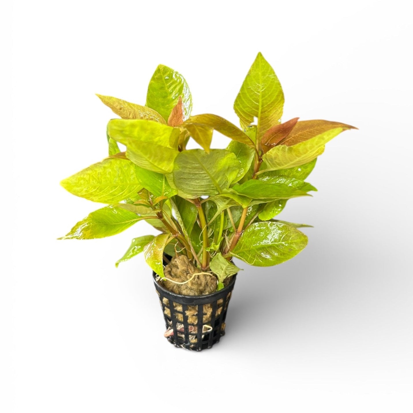 Hygrophila corymbosa 'Compact'