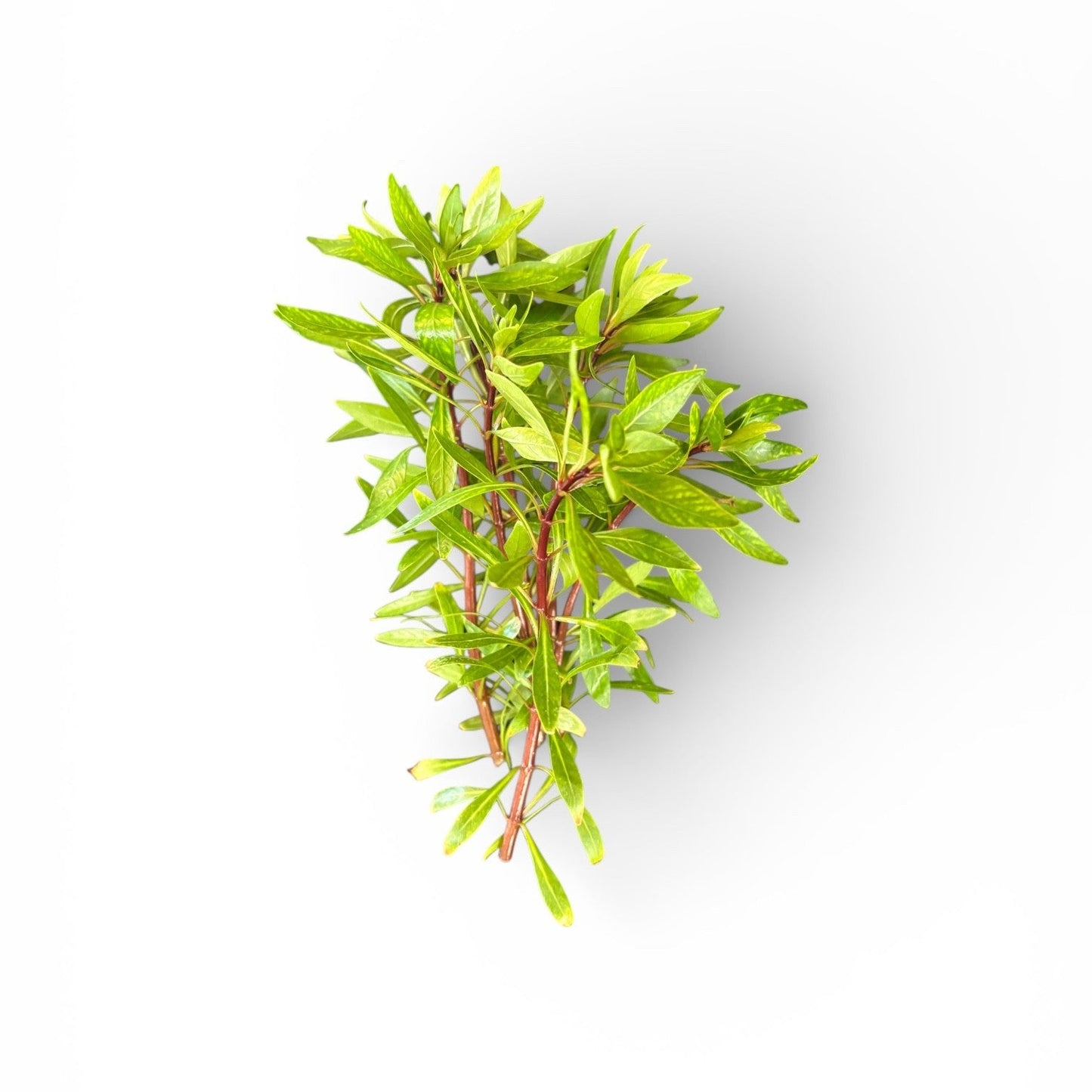 Ludwigia inclinata 'Cuba'