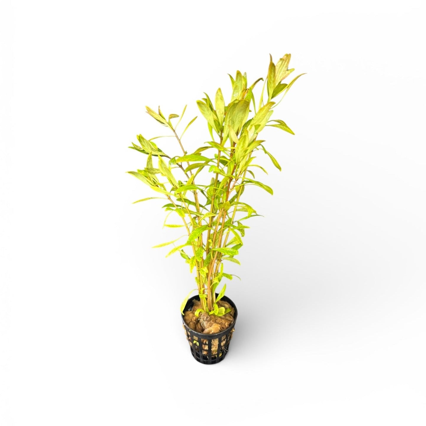 Ludwigia inclinata 'Cuba'