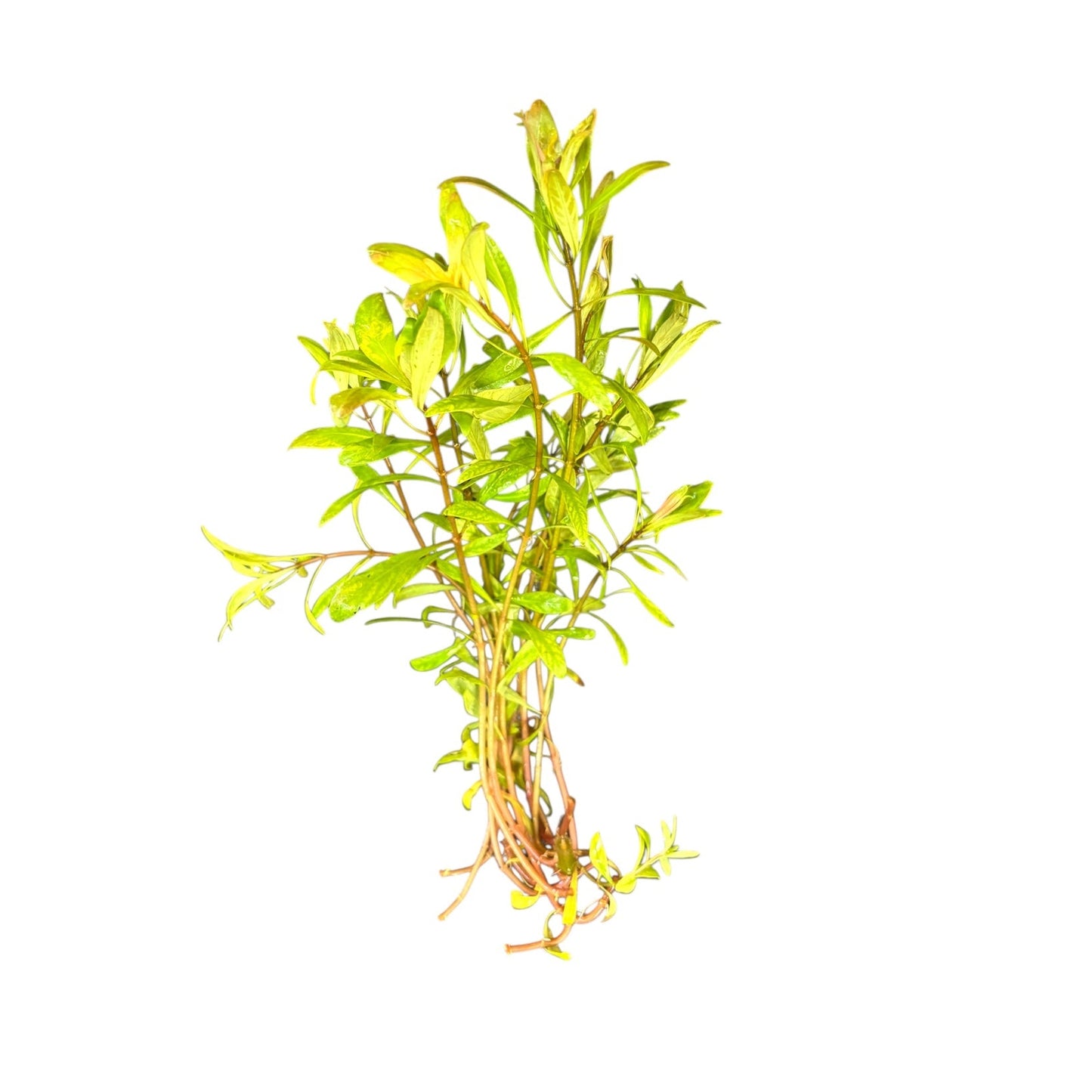 Ludwigia inclinata 'Cuba'