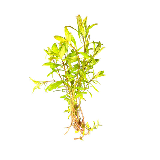 Ludwigia inclinata 'Cuba'