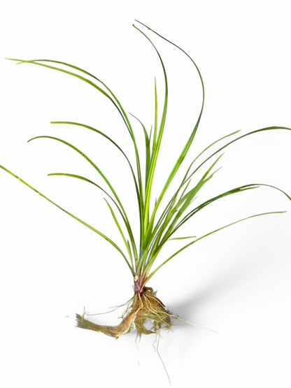 Cyperus helferi