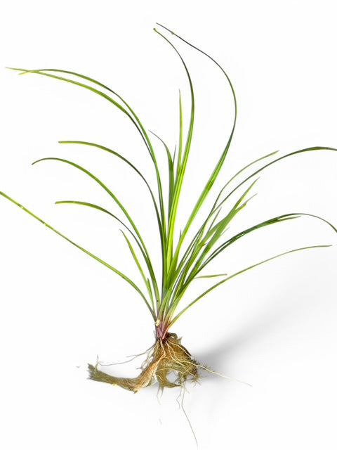 Cyperus helferi
