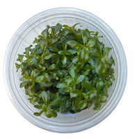 Tissue Culture Cup Ludwigia Atlantis 'Dark Orange'