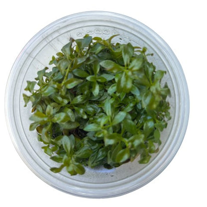 Tissue Culture Cup Ludwigia Atlantis 'Dark Orange'