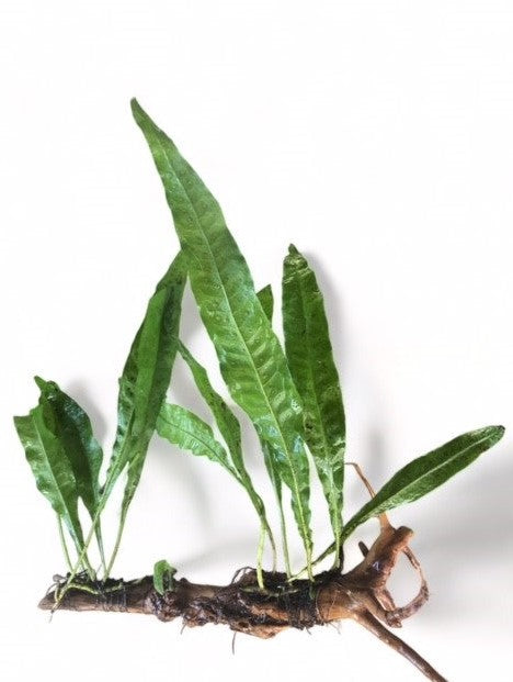 Decor Driftwood Java Fern – AquaPlant Culture