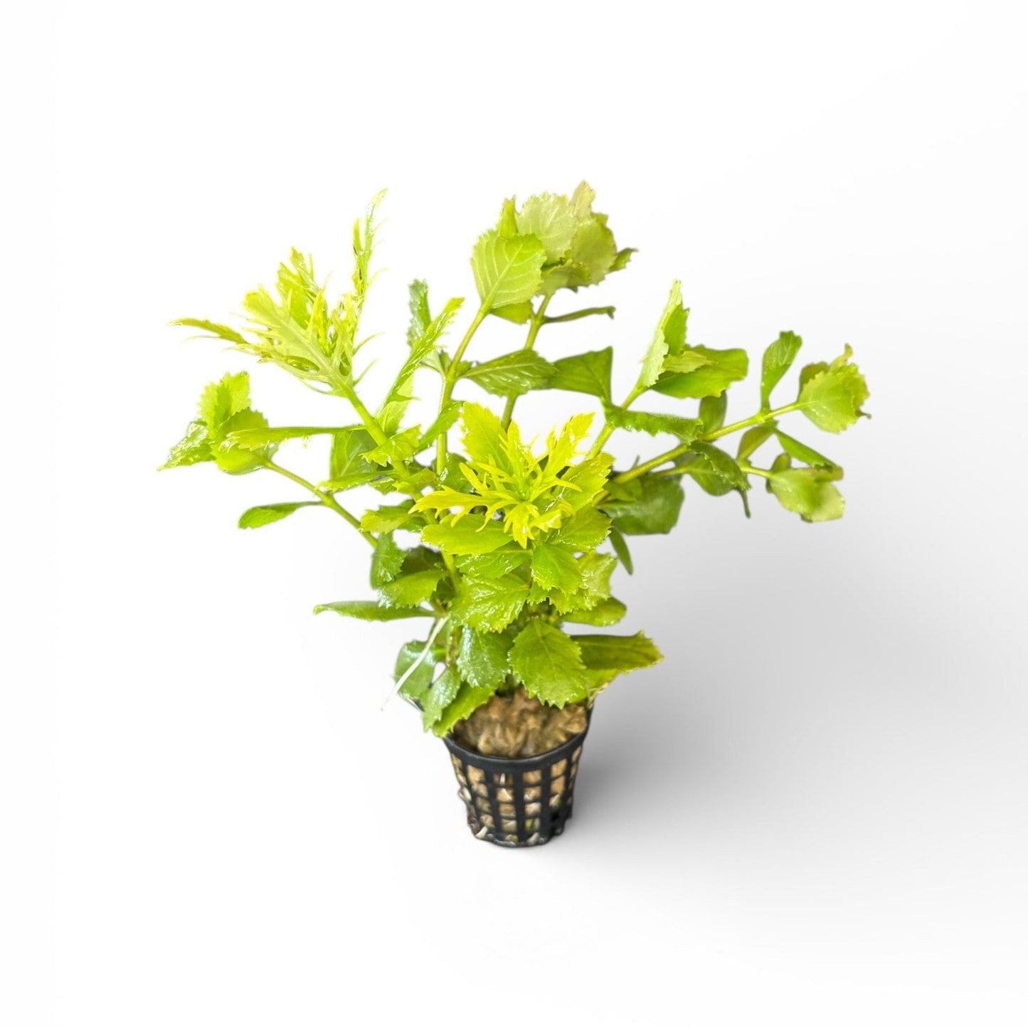 Hygrophilia difformis (Wisteria)