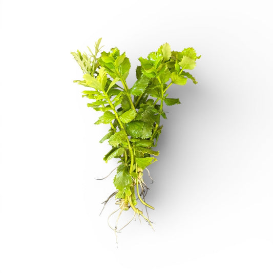 Hygrophilia difformis (Wisteria)