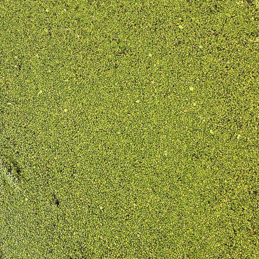 Lemnoideae (Duckweed) 250 grams**
