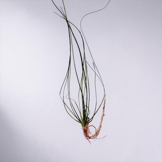Eriocaulon sp. "Japan Needle Leaf" (NEW and RARE)
