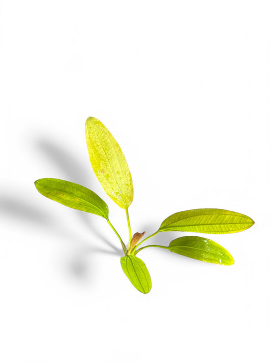 Echinodorus fancy twist